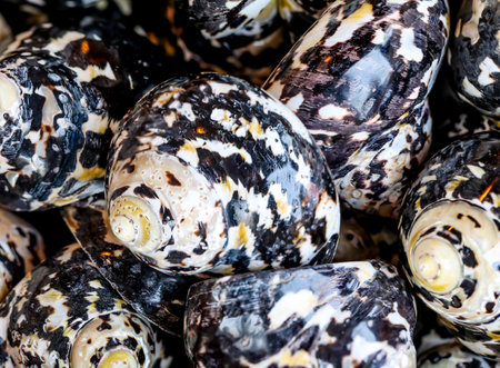 Close up of a group of seashells in a seafood market. A wallpaper or a texture with sea shells, sea...