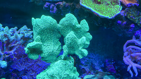 Colorful corals and algae in the aquarium. Underwater world. Corals and anemones, crustose anemones...
