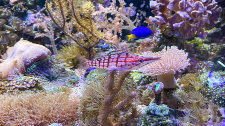 Underwater world with corals and tropical fish. Underwater world with corals and tropical fish. A coral guardian fish on a coral.の写真素材