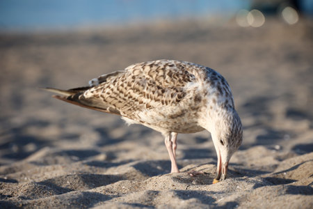 A great black-backed gull on the beach of the Baltic Sea. Portrait of a gull.の写真素材