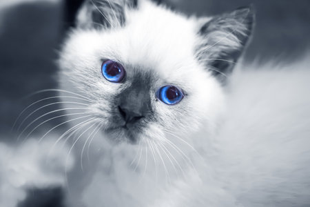 Portrait of a young cat, a British Longhair cat.の写真素材