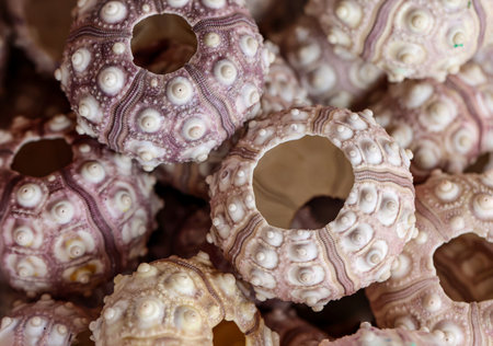 The empty calcareous shells of several sea urchins.