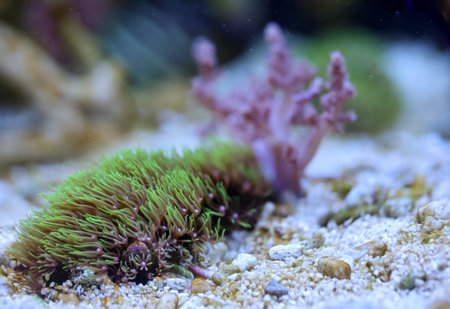 Beautiful coral reef in an aquarium close-up, shallow depth of field. Corals and anemones, crustose...