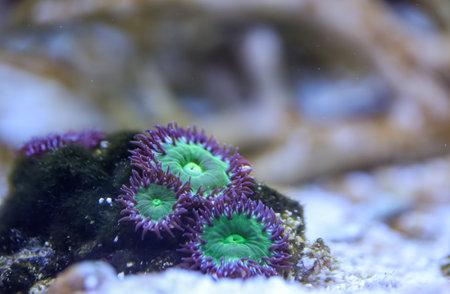 Closeup of anemone in the aquarium. Underwater world. Corals and anemones, crustose anemones in a marine aquarium.の写真素材
