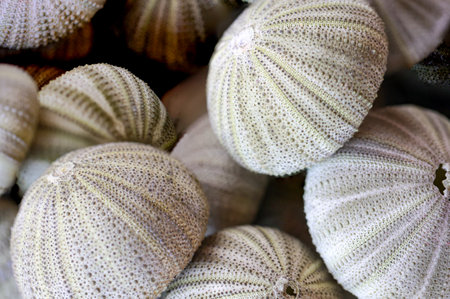 Sea urchins on the market, close-up of sea urchins