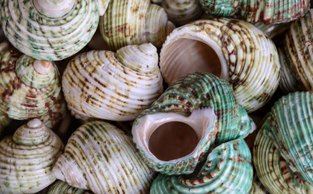 A background image or texture with sea shells, sea snails. Beautiful shellfish.