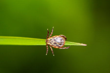 A tick sits on a blade of grass and waits for prey. A tick, a wood tick on a piece of grass.