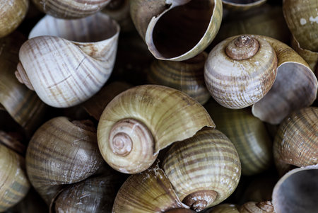 Close up view of a group of snails at the market. A background image or texture with sea shells, sea...