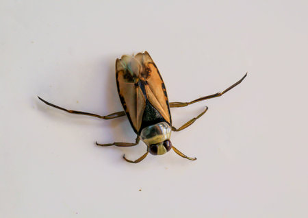 Close-up of a common backswimmer, a water bug, Notonecta glauca.