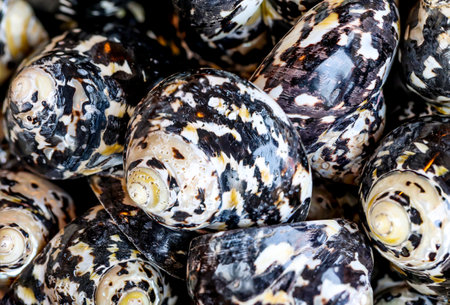 Close up of seashells for sale at a seafood market. A background image or texture with sea shells, sea snails. Beautiful shellfish.の写真素材