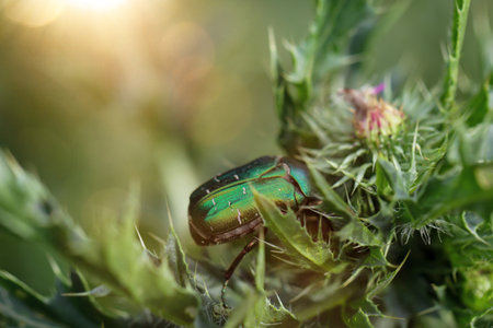 A rose chafer on a milk thistle in a meadow.