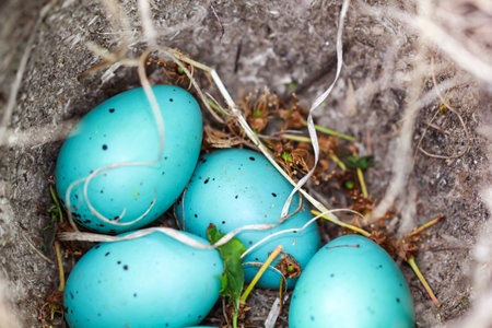 Four blue eggs of a song thrush lie in a bird's nest.