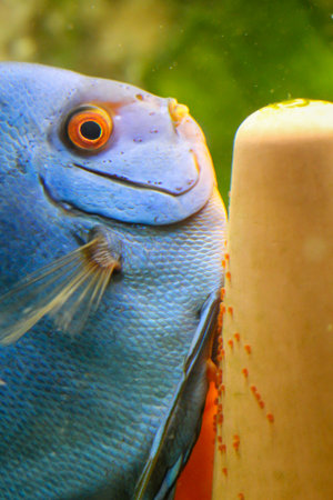 A female discus lays her eggs, spawn at the spawning cone.