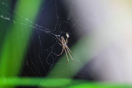 An extensor spider in a web.