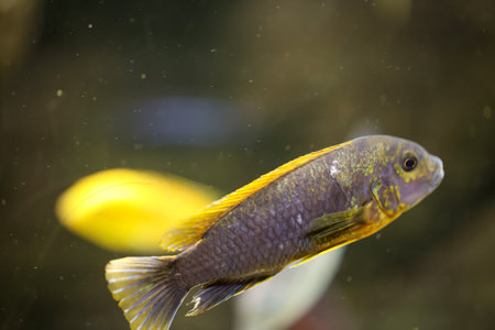 Cichlid fish in the aquarium. Close up. Poprtrait of a Malawi cichlid, freshwater fish in the aquarium.の写真素材