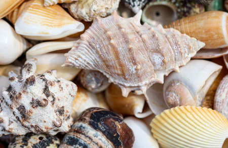 Seashells background. Sea shells background. Top view. A wallpaper or a texture with sea shells, sea...