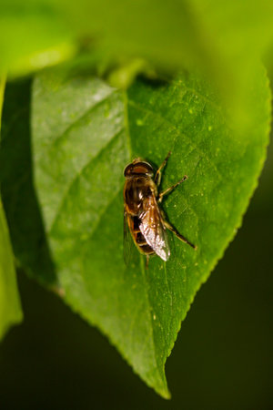 Close-up of a bee on a leaf.