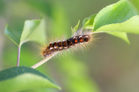 The caterpillar on a plant. A caterpillar with many hairs.