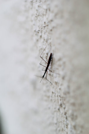 A common sandpiper on a wall. Imago stage.の写真素材