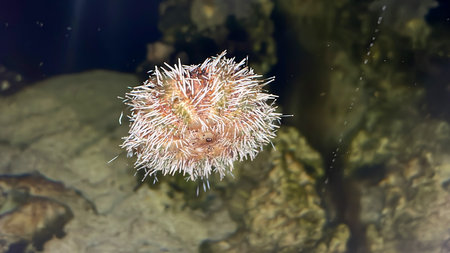 A sea urchin on an aquarium disc. The mouth is clearly visible.