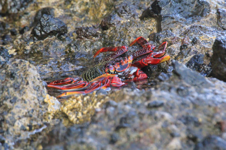 A red crab on a rock by the sea.