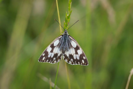 A checkered butterfly on a grass plant in a meadow.