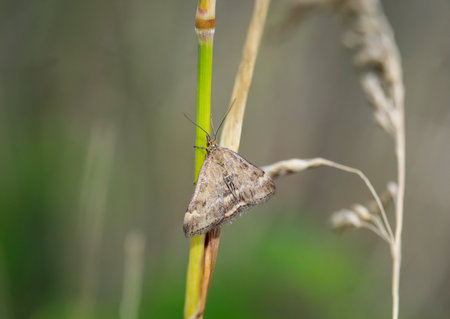 A butterfly on a blade of grass.の写真素材