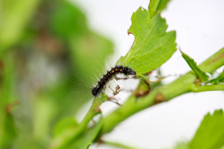 A caterpillar with many hairs on a branch.