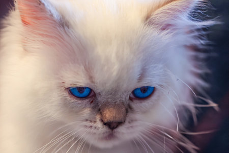 Close up of white cat with blue eyes looking at cameraの写真素材