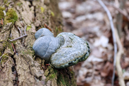 Mushroom on the bark of a tree in the forest. A tree fungus on the trunk of a deciduous tree.