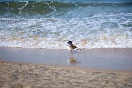 Seagull on the beach with waves in the background.
