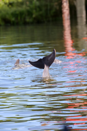 Dolphins in a bay.の写真素材