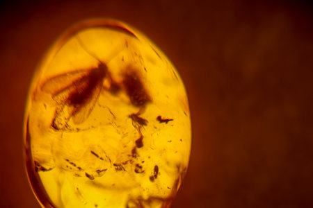 An amber with an insect included.の写真素材
