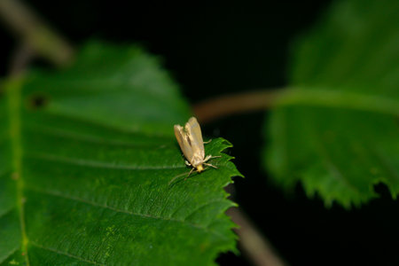 A moth on a leaf.
