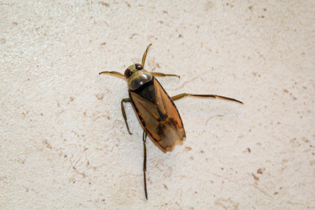 Close-up of a backswimmer. Lives in the pond.