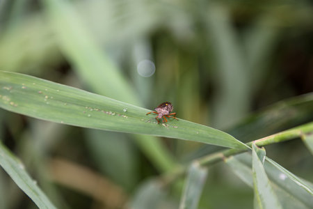 A brown bug on a leaf.の写真素材