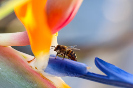 Close up of a bee pollinating a bird of paradise flower.