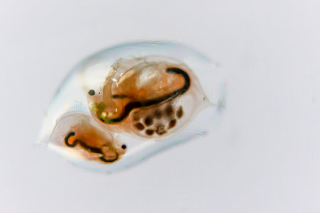 Water flea in a drop of water.