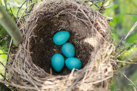 Thrush eggs in a nest. Nest with blue eggs in the forest. Close up.