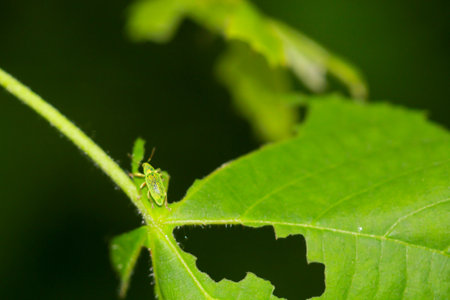 A silky glossy weevil on a leaf.