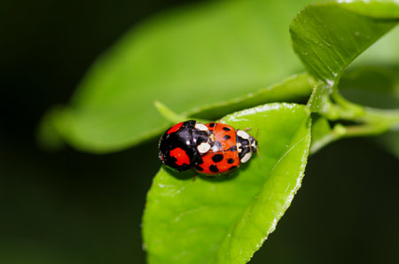 red ladybug on green leaf in the nature or in the garden. Two ladybugs mating on a leaf of a tree.の写真素材