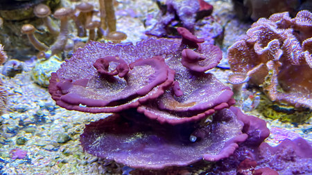 Colorful coral reef in the aquarium with corals and algae.