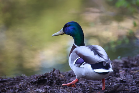Mallard Duck (Anas platyrhynchos)
