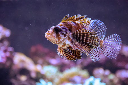 Lionfish (Pterois volitans) in the aquariumの写真素材