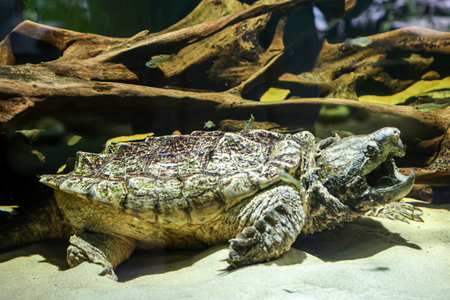 A portrait of a turtle. Turtle in the aquarium, close-up of the head.の写真素材
