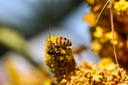 Honey bee collecting pollen on a yellow flower. Macro shot.の写真素材