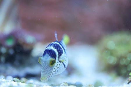 A saddleback pufferfish in a saltwater aquarium.の写真素材