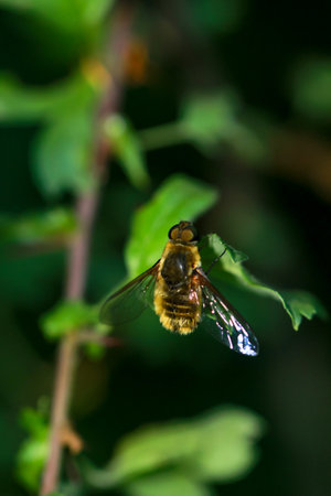 A hoverfly in the grass.の写真素材