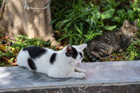 Portrait of a cat. The cat is sleeping on the cement floor in the garden at home.