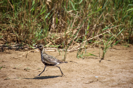 A stilt-like bird found on Crete.